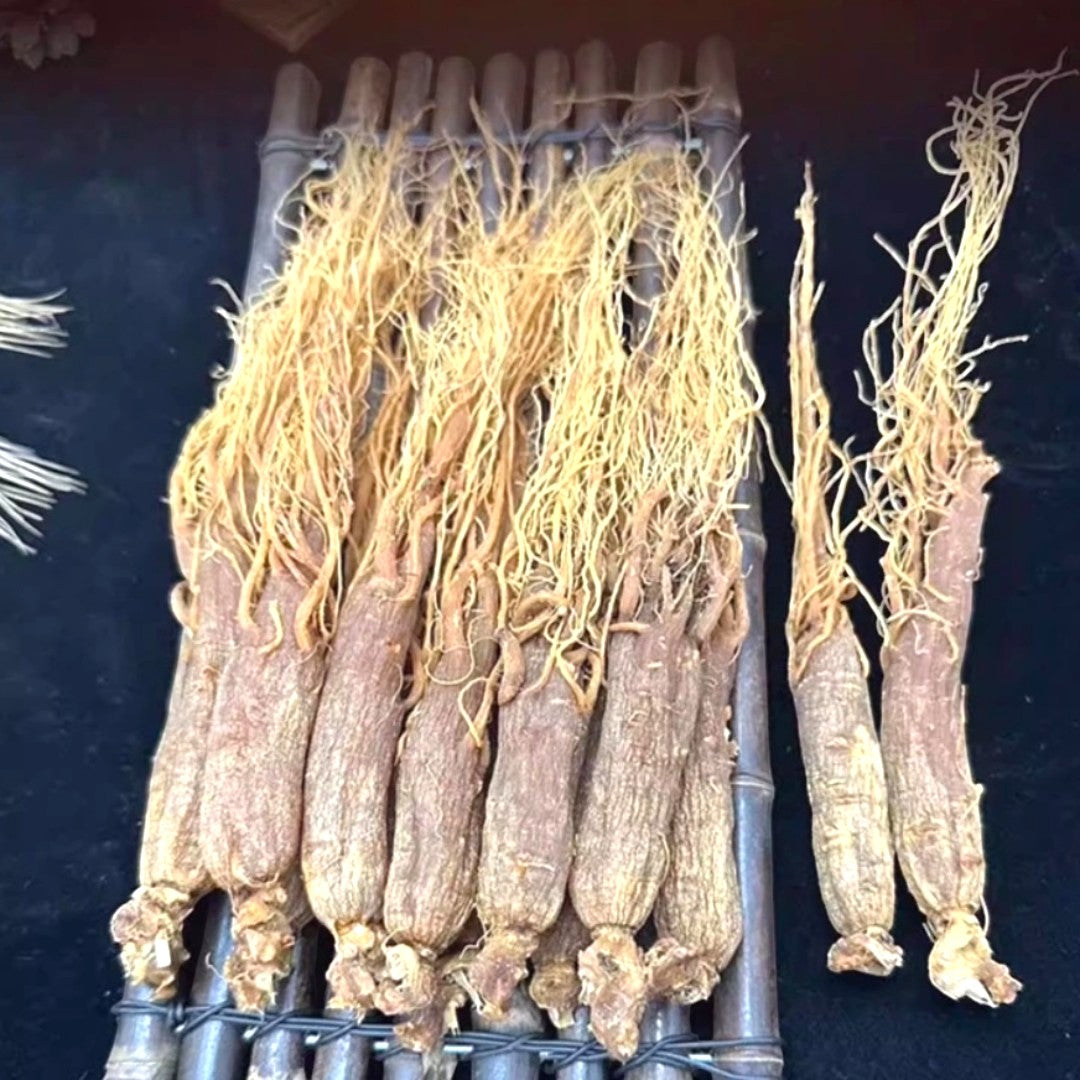 Whole Root Red Ginseng，6 Years Older Ginsengroot from Changbai Mountain Jilin China, Sugar Free  200 g