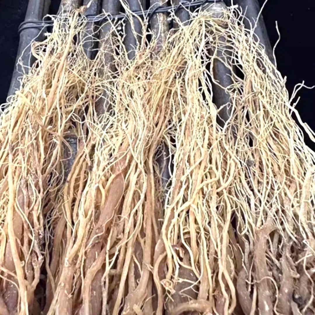 Whole Root Red Ginseng，6 Years Older Ginsengroot from Changbai Mountain Jilin China, Sugar Free  200 g