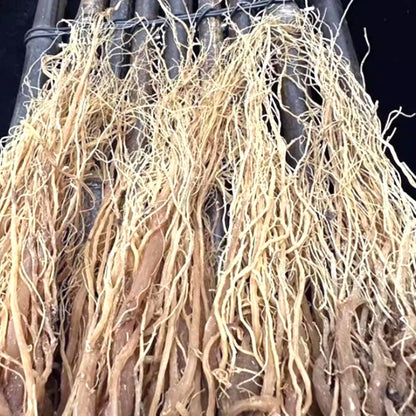 Whole Root Red Ginseng，6 Years Older Ginsengroot from Changbai Mountain Jilin China, Sugar Free  200 g